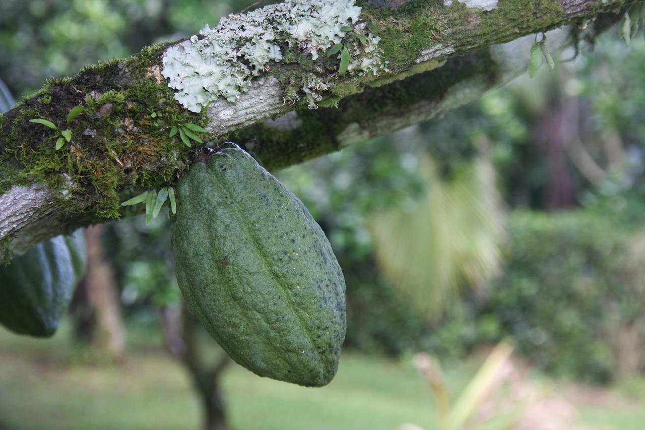 Finca Amistad Cacao Lodge ビハグア エクステリア 写真