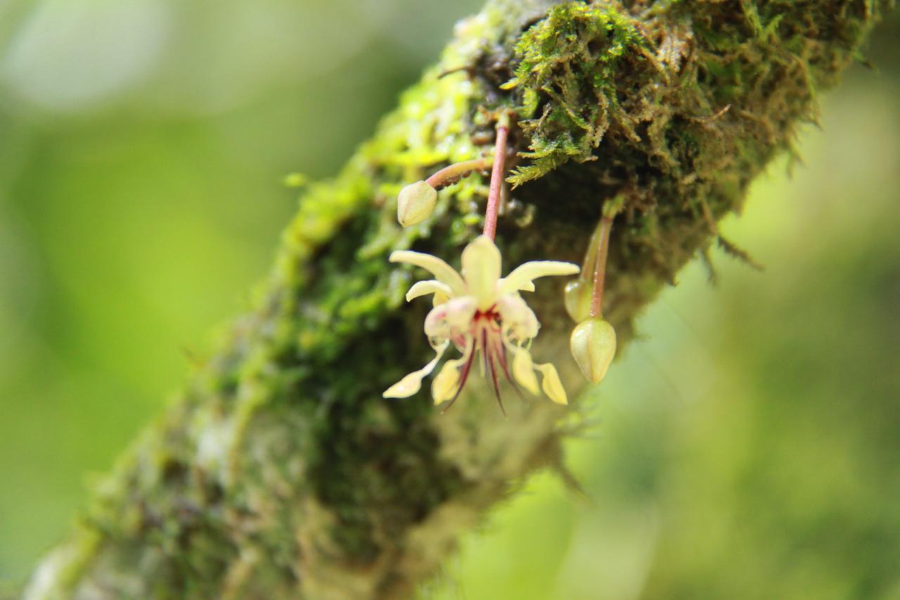 Finca Amistad Cacao Lodge ビハグア エクステリア 写真