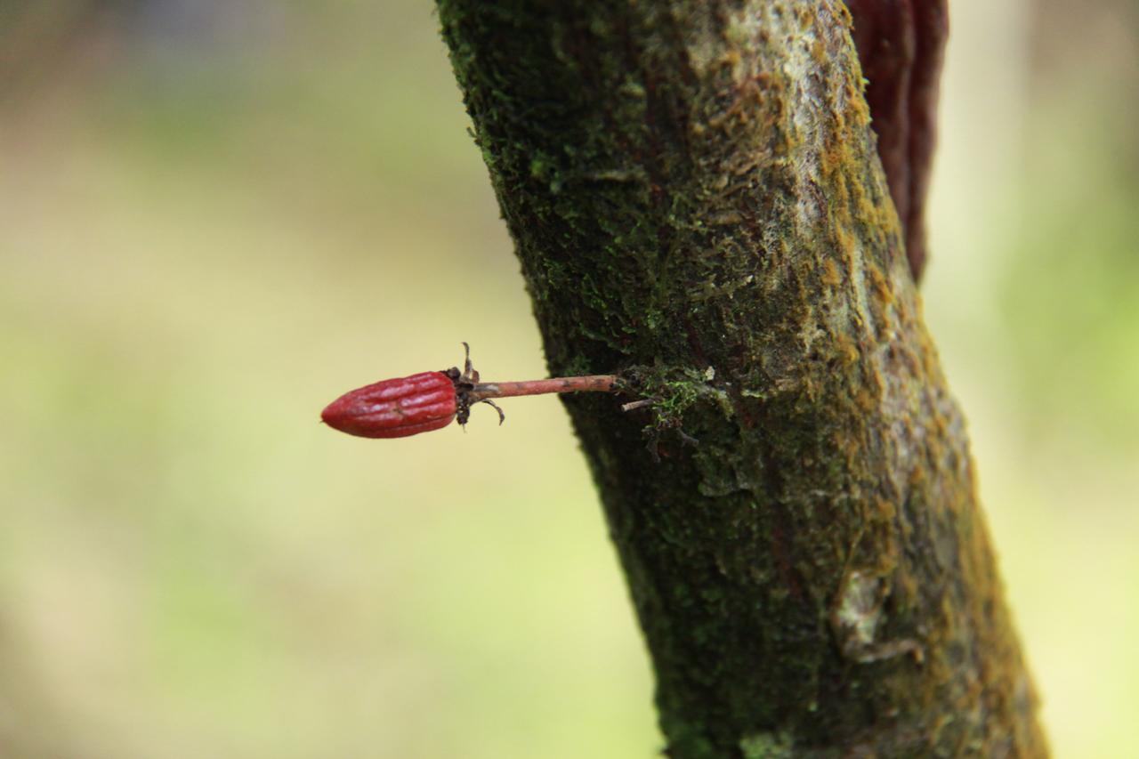 Finca Amistad Cacao Lodge ビハグア エクステリア 写真