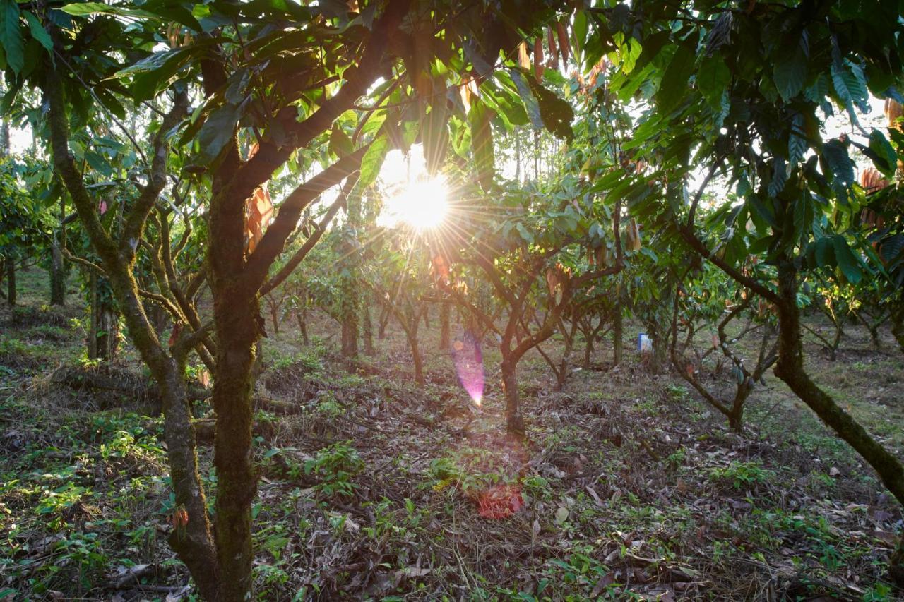Finca Amistad Cacao Lodge ビハグア エクステリア 写真